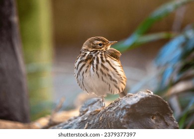 Olive-backed Pipit (Anthus hodgsoni) - Small Bird with Streaked Plumage and Olive-green Back