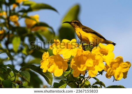 The olive-backed sunbird (Cinnyris jugularis) is the most abundant sunbird in Singapore. The female (this image) has a yellow throat and eyebrown while the male flashes an iridescent blue throat.