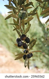 Olivebranch