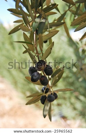 Olivebranch