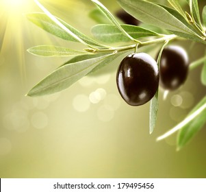 Olives. Black Ripe Olive on a tree. Food Border Design. Growing Olives 