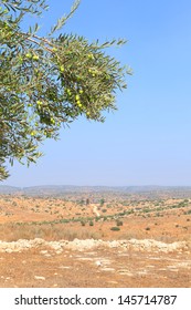 Olives Branch On The Biblical Landscape Background. Israel.