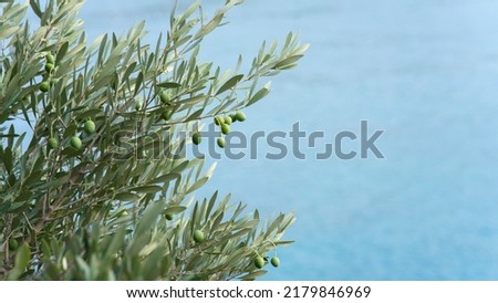 Similar – Image, Stock Photo Olive branch at the sea in Greece