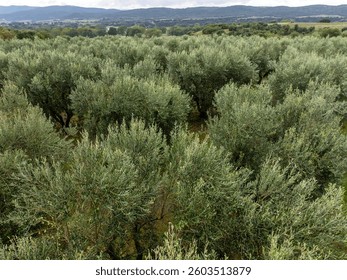 Olivar en verano símbolo de Grecia. Árboles patrón vista Aéreas de la diapositiva de drone en las copas de los árboles. Jardín con aceitunas en Grecia. Plantaciones con árboles lisos de aceitunas en flor. Granja, agro. Viajes