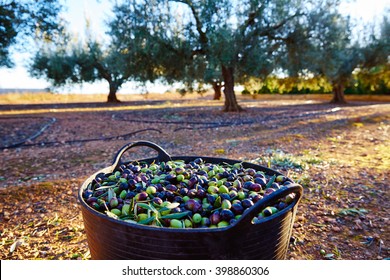 Olives harvest picking in farmer basket at Mediterranean - Powered by Shutterstock