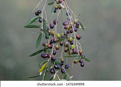 olives nearly ready for harvest in autumn in Italy Latin olea europaea having escaped the devastating xylella fastidiosa virus spreading in Puglia