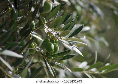 olives for oil maturing in your olive tree - Shutterstock ID 1633431943
