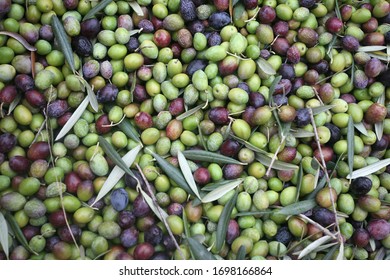Olives from Jaén, the olive capital of the world, olive oil. Aceitunas.