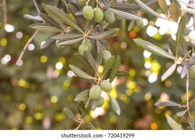 Olives in a olive tree - Shutterstock ID 720419299