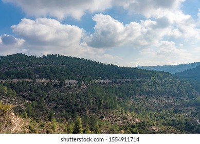 Olives Olive Trees In The Mountains Of Jerusalem. Jerusalem Forest.