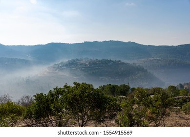 Olives Olive Trees In The Mountains Of Jerusalem. Jerusalem Forest.