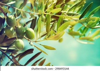 Olives on a branch.