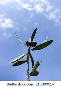 Olives on the branch. Blue sky background - Shutterstock ID 2138809287