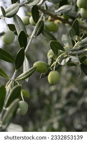 Olives on a branch. Close up green olives on a tree. - Shutterstock ID 2332853139