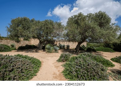 olives on Cap de Barbaria wineries,Formentera, Pitiusas Islands, Balearic Community, Spain - Shutterstock ID 2304112673