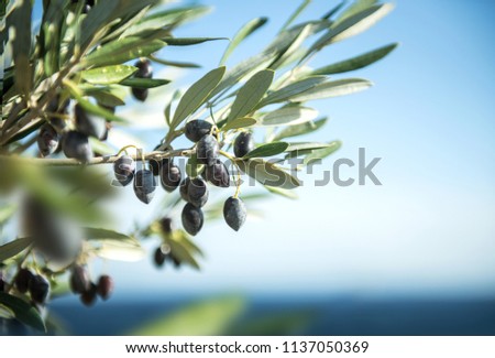 Similar – Image, Stock Photo Olive branch at the sea in Greece