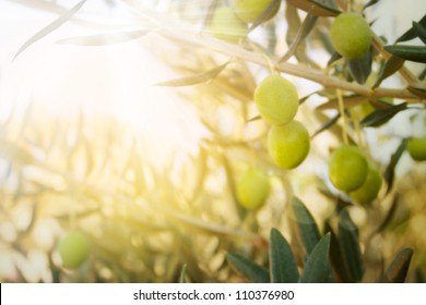 Olives on olive tree in autumn. Season nature image - Shutterstock ID 110376980