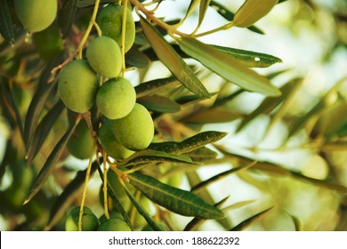 Olives on olive tree in autumn. Season nature image 