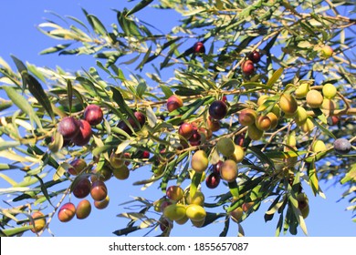 Olives on olive tree branch during autumn in the outskirts of Athens in Attica, Greece.