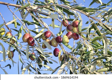 Olives on olive tree branch in the outskirts of Athens in Attica, Greece.