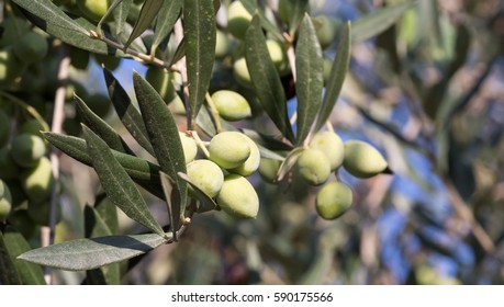 Olives on an olive tree branch - Shutterstock ID 590175566