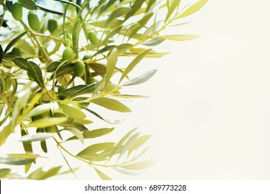 Olives on olive tree. Season nature image