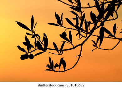 olives on the tree branch backlit