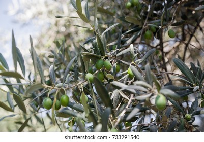 Kalamata Olives Tree Stock Photo (Edit Now) 1149779696