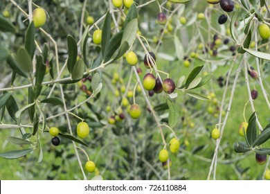 olives on the tree in the late summer	 - Powered by Shutterstock