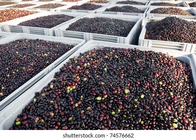 Olives Outside  An Olive Oil Factory