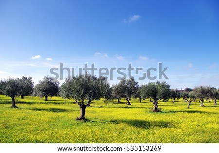 Olives tree and yellow flowers, south of Portugal