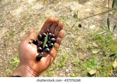 olives2