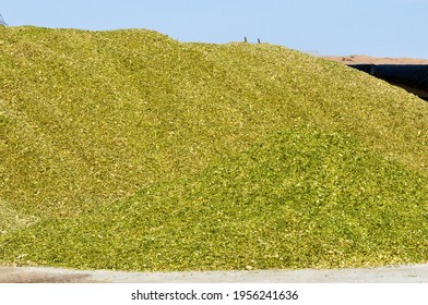 Olivet, France - 15 Mars 2021 : Outdoor Storage Of Corn Silage For Livestock Feed