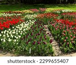 Olomouc, Czech Republic, April 30.2023. Spring flowers field in public park