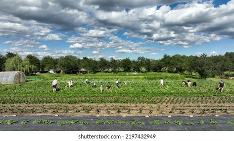 OLOMOUC, CZECH REPUBLIC, JUNE 30, 2022: Picking Peas Field Ripe Bio Farm Farming Pisum Sativum Snap Drone Aerial Pepper Kohlrabi Spinach Agricultural Farm Garden Farmer Fruit Tree Bio Europe