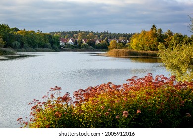 Olsztyn in autumn - houses by the Dlugie Lake, in the foreground the purple soot - Warmia and Masuria, Poland, Europe - Shutterstock ID 2005912016