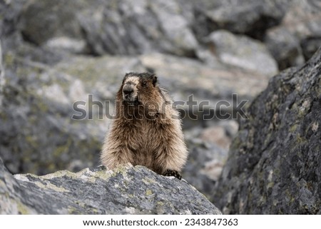 Olympic marmot portrait closeup on some rocks