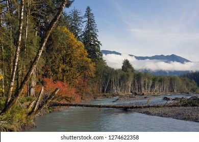 Olympic National Park, Hoh River Valley