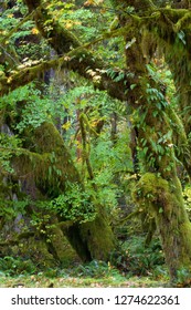 Olympic National Park, Hoh River Valley