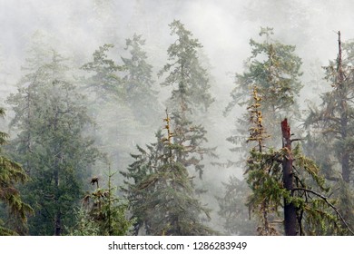 Olympic National Park, Hoh River Valley