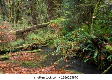 Olympic National Park, Hoh River Valley