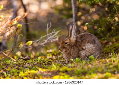 Olympic National Park, Hurricane Ridge.  Showshoe Hare Along The Cirque Rim Nature Loop