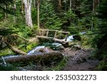 Olympic National Park in summer