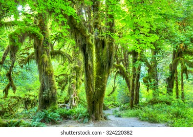 Olympic National Park/Hoh Rainforest. The Epic Hall Of Mosses Trail.Trees Covered In Moss In A Temperate Hoh Rain Forest.