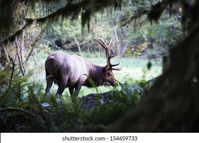 Olympic Rainforest National Park