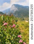 Olympos. Oleander flower. View of Mount Olympus with oleander plant in bloom near Litochoro, Periphery of Thessaly, Greece.