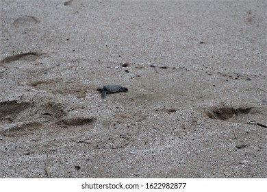 OMAN - Baby Green Turtle On Beach