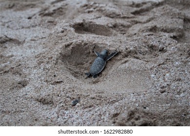 OMAN - Baby Green Turtle On Beach