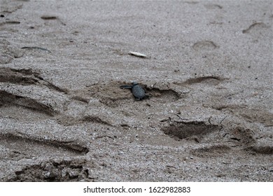 OMAN - Baby Green Turtle On Beach