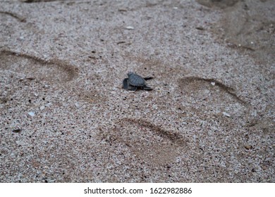 OMAN - Baby Green Turtle On Beach